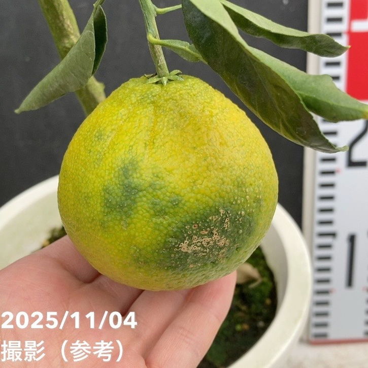 <実付き>デコポン 不知火 6号|柑橘|果樹04-PA