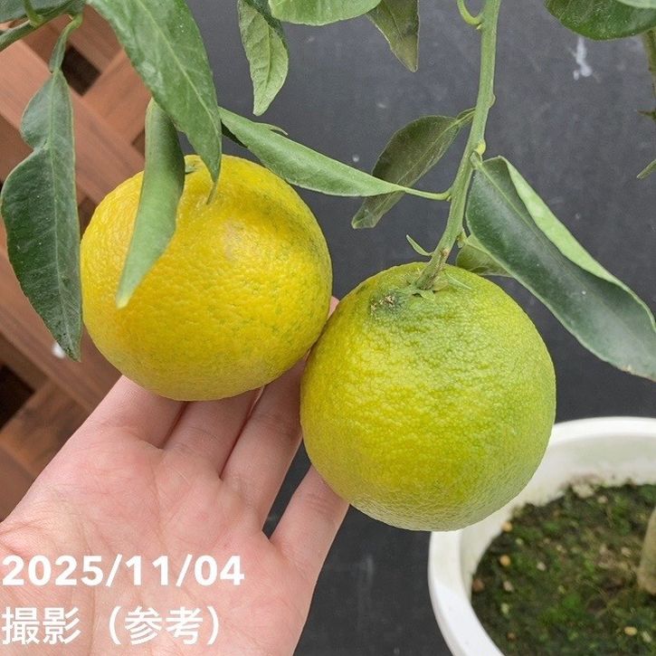 <実付き>デコポン 不知火 6号|柑橘|果樹04-PA