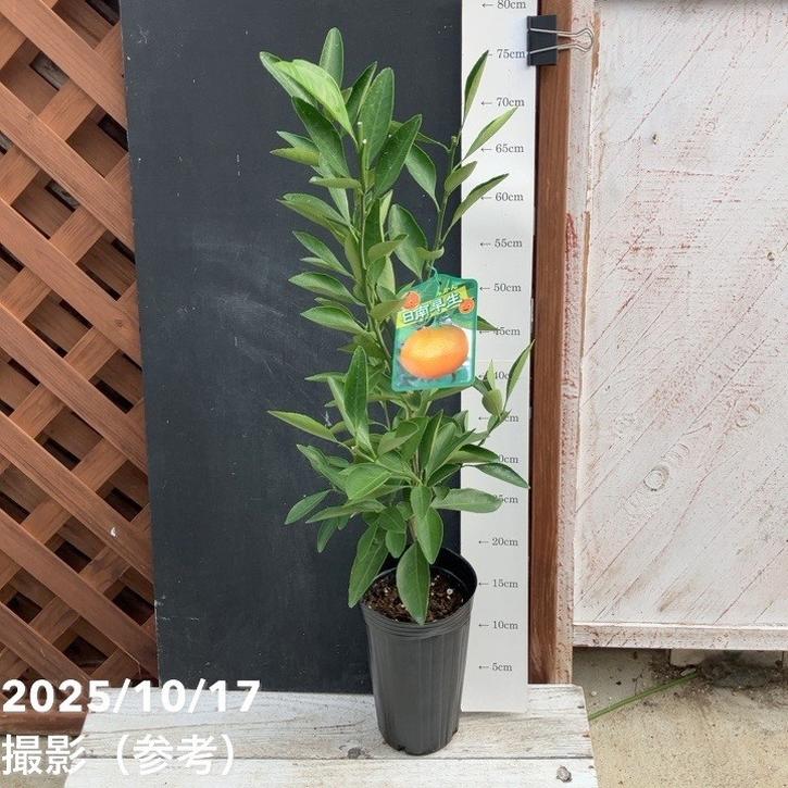 柑橘4年生　果実つき　オーストラリアンブラッド接木苗／樹高90cm 8号鉢 柑橘4年生 果実つき オーストラリアンブラッド接木苗／樹高90cm