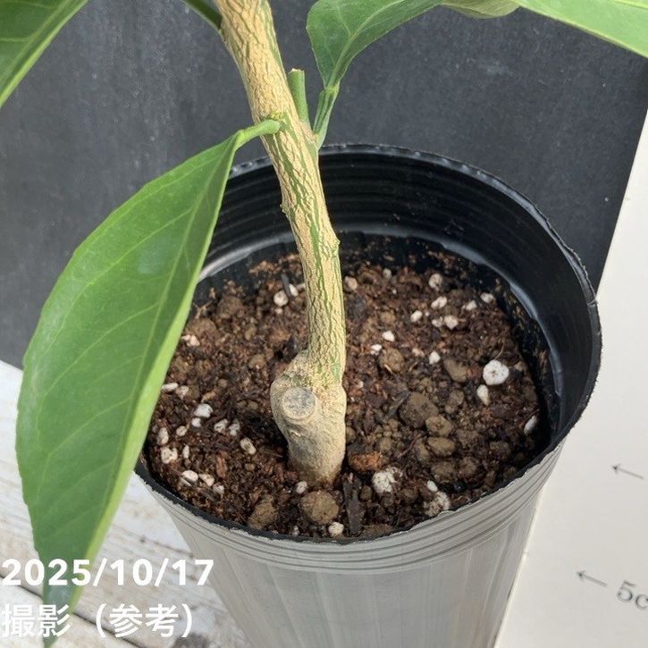 みかん 日南早生 4号ロングポット 1年生苗｜柑橘｜果樹04-PA | 果樹