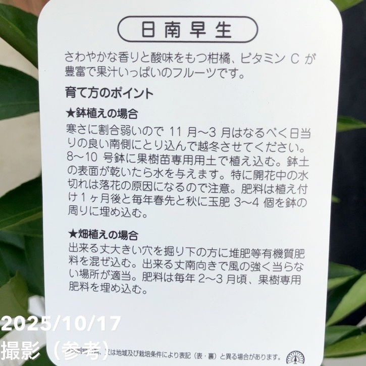 みかん 日南早生 4号ロングポット 1年生苗｜柑橘｜果樹04-PA | 果樹