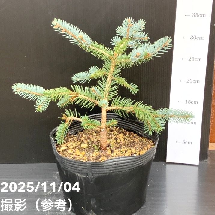 【現品お届け】真鍋庭園生産 レア品種 ピセア プンゲンス トウヒ ホト 7号(2)|花木10-TU