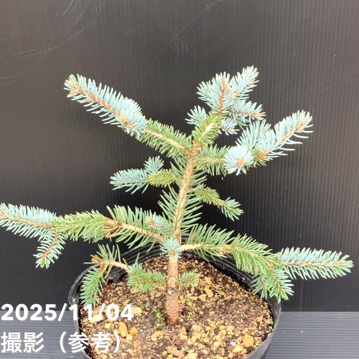 【現品お届け】真鍋庭園生産 レア品種 ピセア プンゲンス トウヒ ホト 7号(2)|花木10-TU