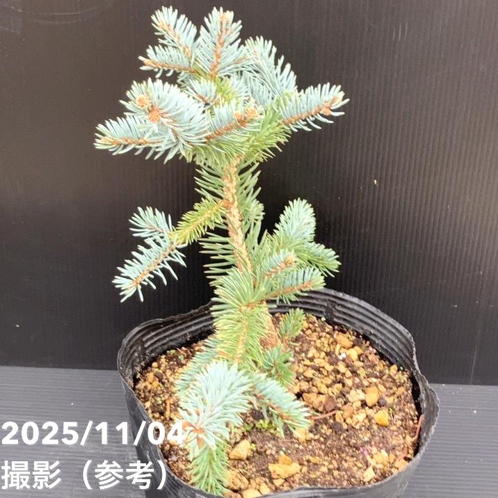 【現品お届け】真鍋庭園生産 レア品種 ピセア プンゲンス トウヒ ホト 7号(2)|花木10-TU