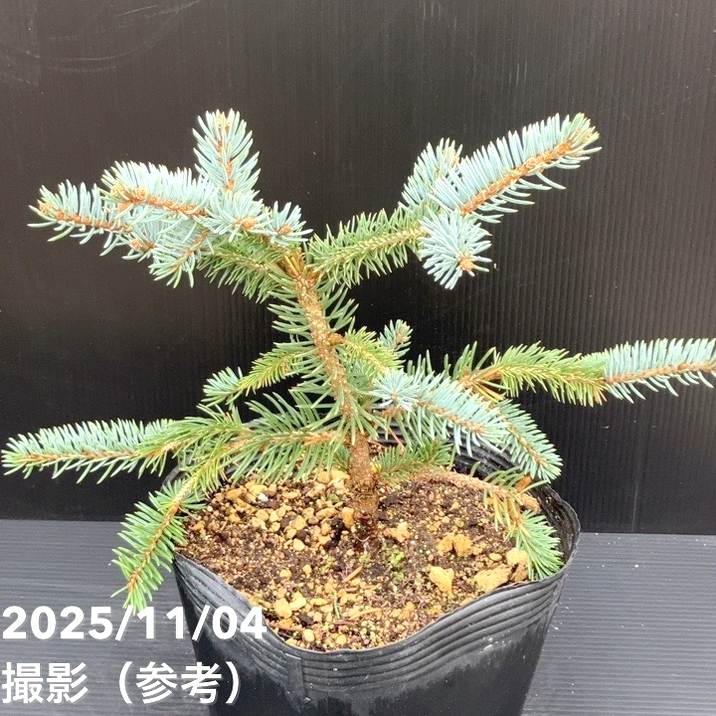 【現品お届け】真鍋庭園生産 レア品種 ピセア プンゲンス トウヒ ホト 7号(2)|花木10-TU