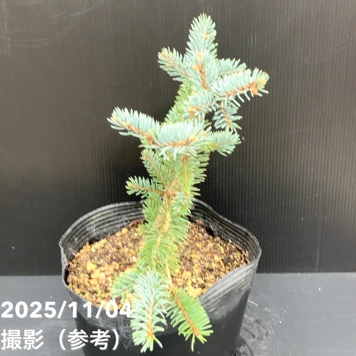 【現品お届け】真鍋庭園生産 レア品種 ピセア プンゲンス トウヒ ホト 7号(2)|花木10-TU