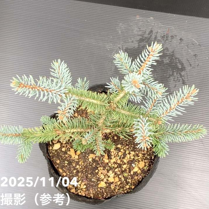 【現品お届け】真鍋庭園生産 レア品種 ピセア プンゲンス トウヒ ホト 7号(2)|花木10-TU