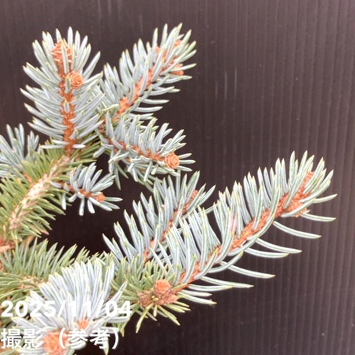 【現品お届け】真鍋庭園生産 レア品種 ピセア プンゲンス トウヒ ホト 7号(2)|花木10-TU