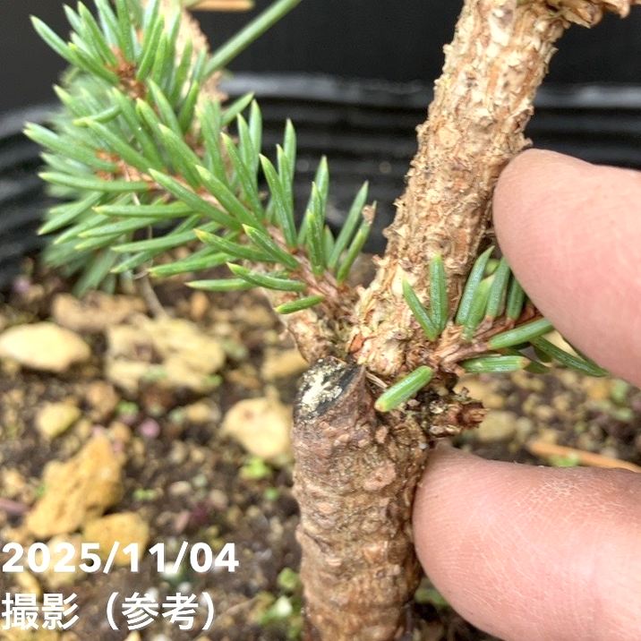 【現品お届け】真鍋庭園生産 レア品種 ピセア プンゲンス トウヒ ホト 7号(2)|花木10-TU