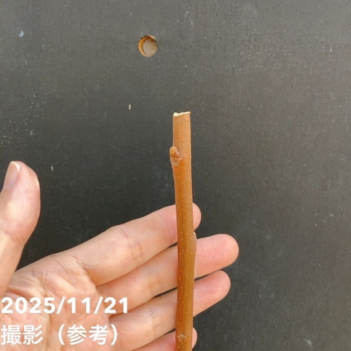 柿 カキ 富有 ふゆう 4号ロングポット 1年生 接木苗|果樹04-PA