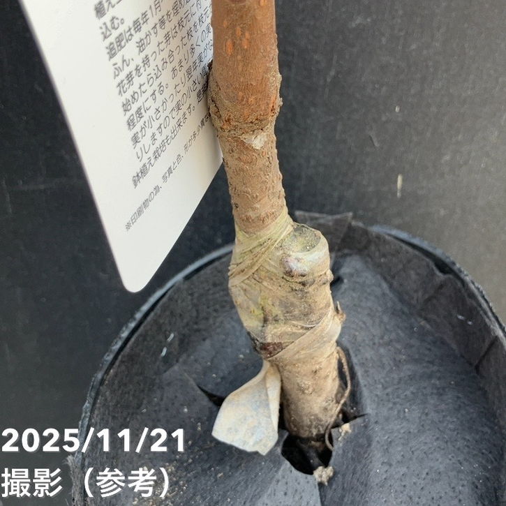 柿 カキ 富有 ふゆう 4号ロングポット 1年生 接木苗|果樹04-PA