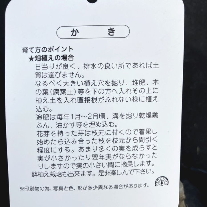 柿 カキ 富有 ふゆう 4号ロングポット 1年生 接木苗|果樹04-PA