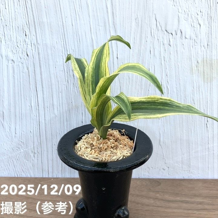 決算P5倍！10%OFF！8/2まで】【現品お届け】豊明園 万年青 オモト 砂子