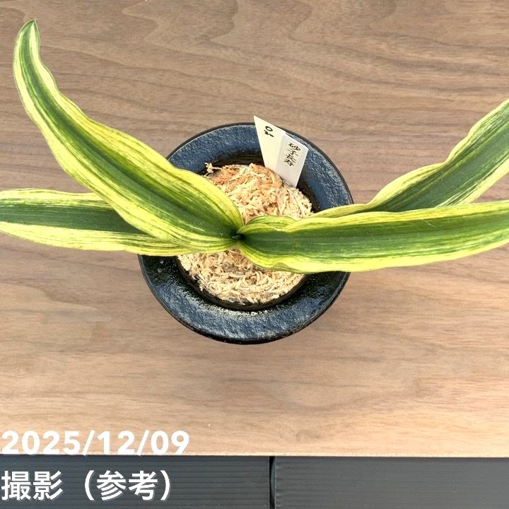現品お届け】豊明園 万年青 オモト 砂子長寿 陶器鉢（O30）｜観葉10-TU