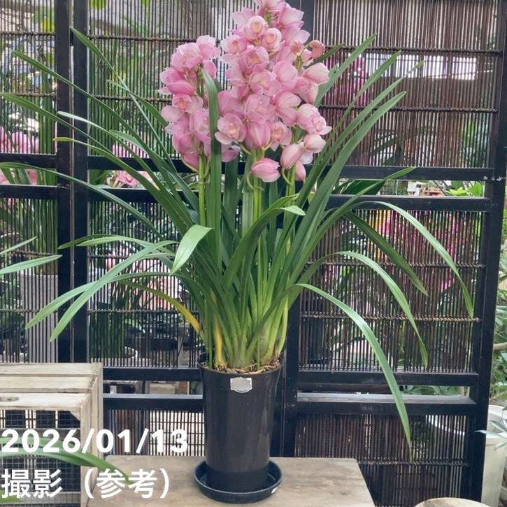 シンビジューム 6号プラ鉢 4本立 エンザンスプリング イン ザ ムード|s200|洋蘭04-PA