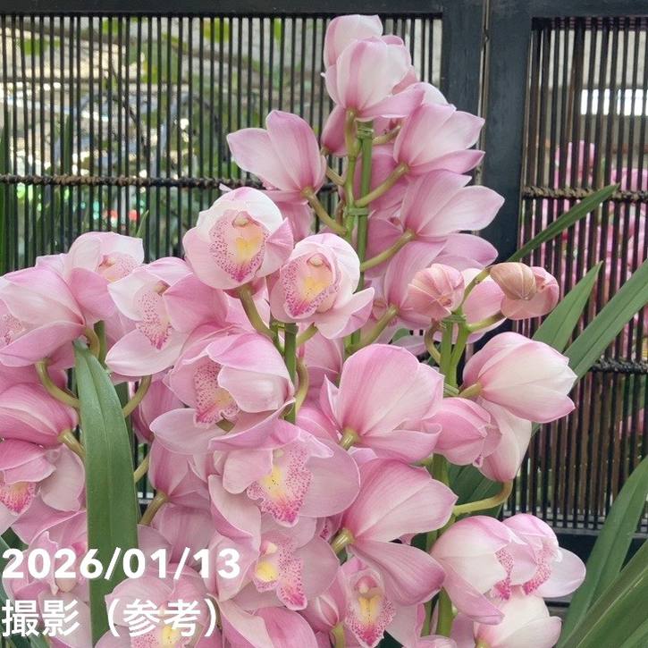 シンビジューム 6号プラ鉢 4本立 エンザンスプリング イン ザ ムード