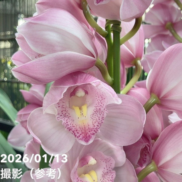 シンビジューム 6号プラ鉢 4本立 エンザンスプリング イン ザ ムード