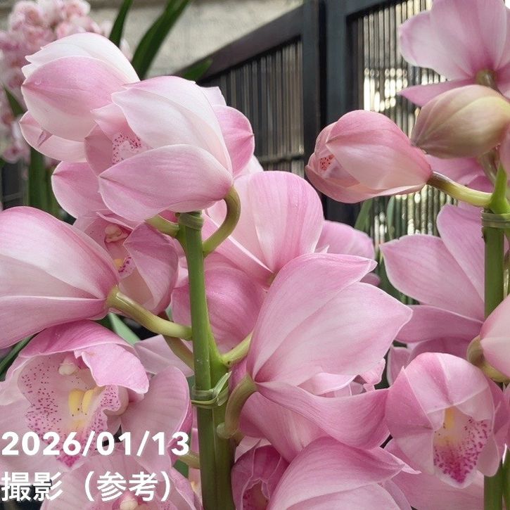 シンビジューム 6号プラ鉢 4本立 エンザンスプリング イン ザ ムード|s200|洋蘭04-PA