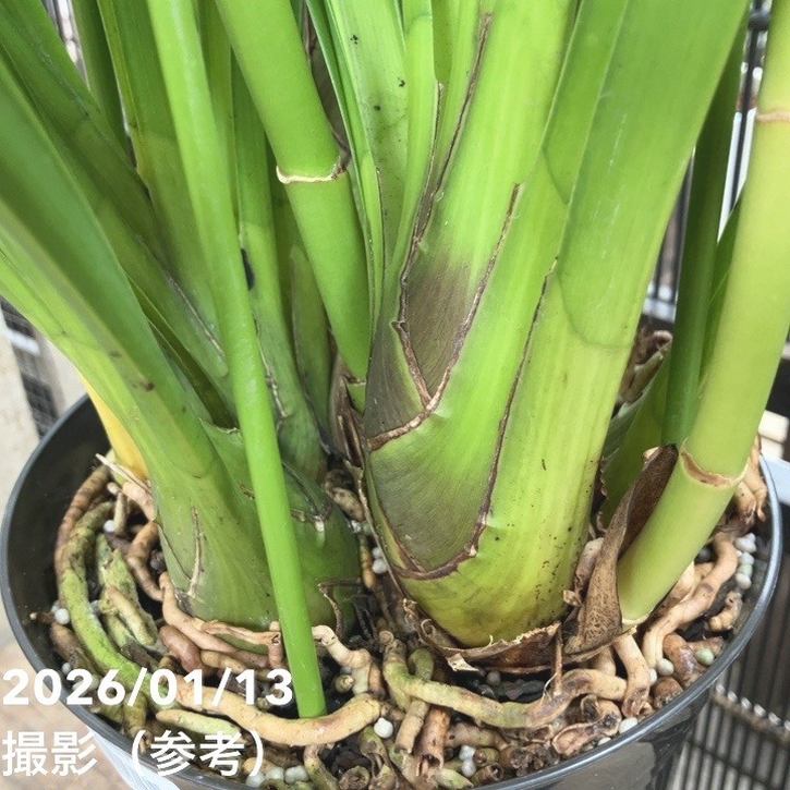 シンビジューム 6号プラ鉢 4本立 エンザンスプリング イン ザ ムード|s200|洋蘭04-PA