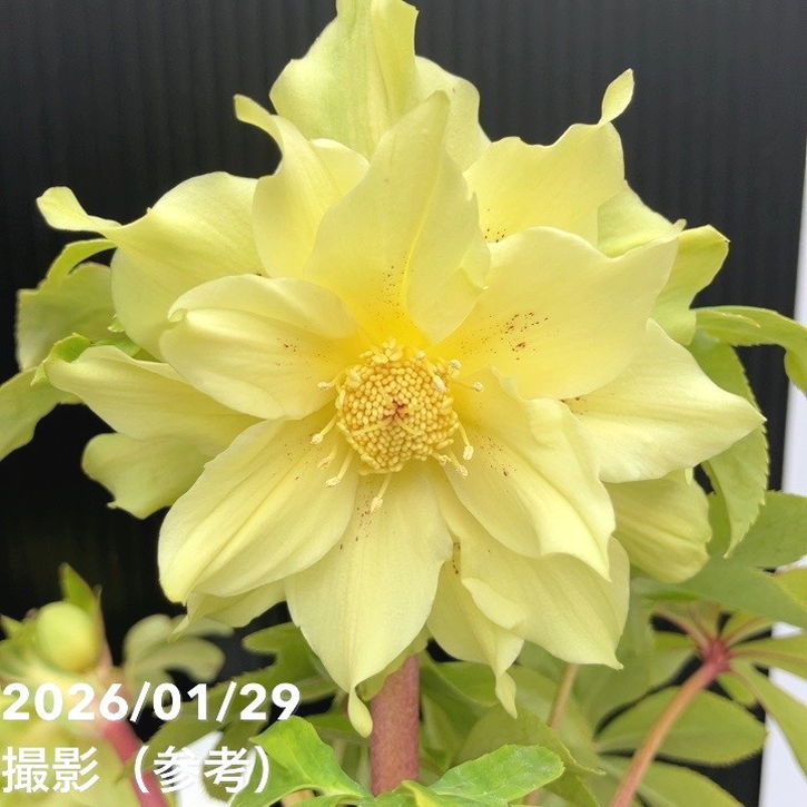 一点物】松村ナーセリー クリスマスローズ 4.5号（MA3）｜山野04-PA
