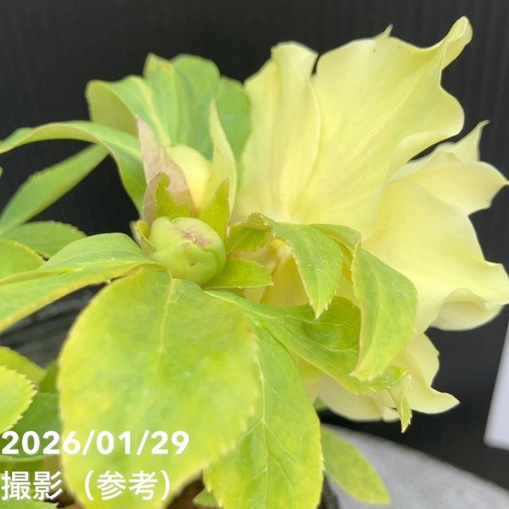 一点物】松村ナーセリー クリスマスローズ 4.5号（MA3）｜山野04-PA