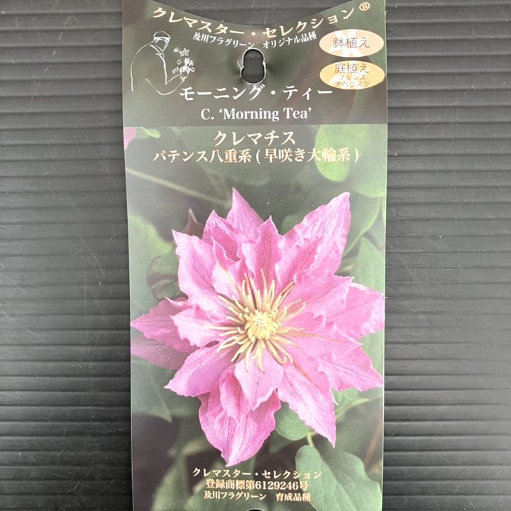 65周年記念セール】クレマチス パテンス八重系（早咲き大輪系