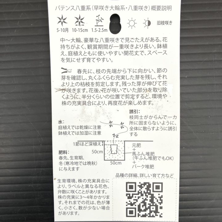 クレマチス パテンス八重系（早咲き大輪系）モーニング・ティー 4号