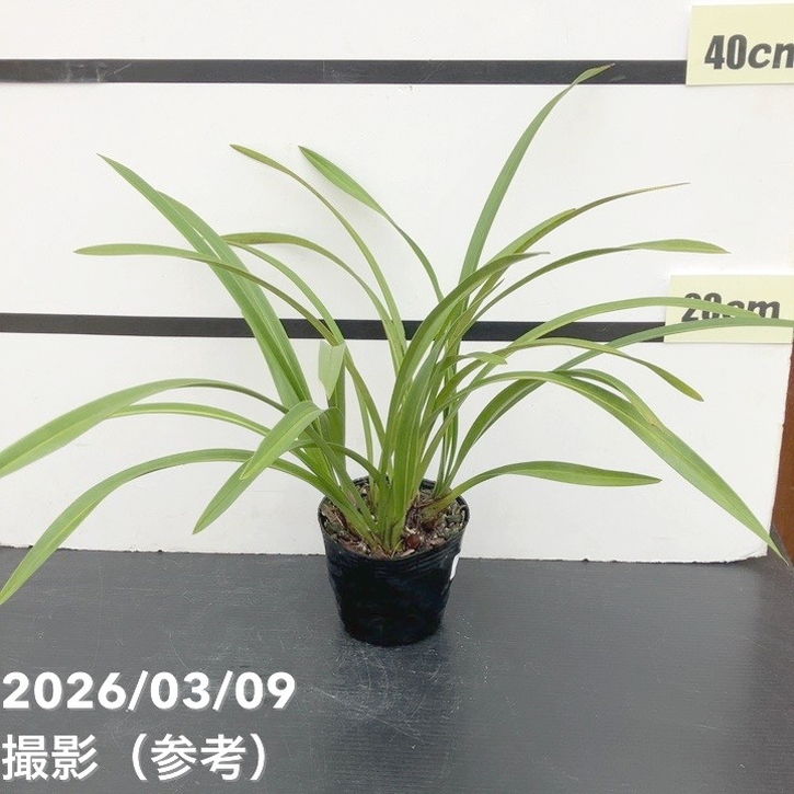 花芽5個＞キンリョウヘン 4号｜ミツバチ蘭｜洋蘭10-TU | 草花,蘭