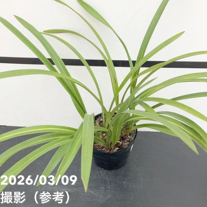 花芽5個＞キンリョウヘン 4号｜ミツバチ蘭｜洋蘭10-TU | 草花,蘭