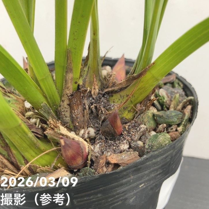 花芽5個＞キンリョウヘン 4号｜ミツバチ蘭｜洋蘭10-TU | 草花,蘭
