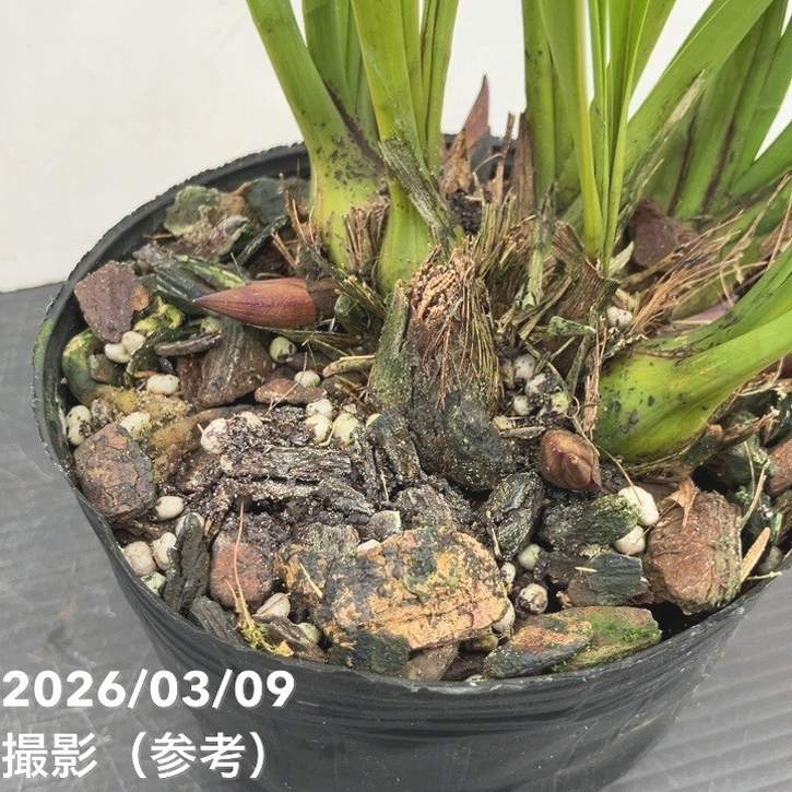 キンリョウヘン観葉植物 紫のつぼみ付き 黒鉢 金陵返キンリョウヘン】 ちなみにgoodblueで1番高い鉢物はこの植物です