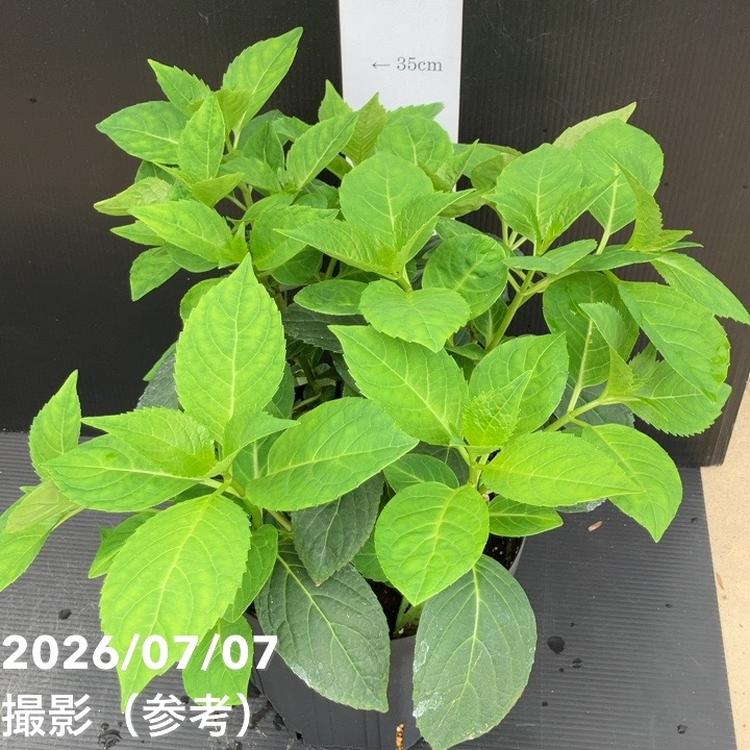 【決算P5倍!10%OFF!8/2まで】アジサイ 白寿紅 7号|花木10-TU