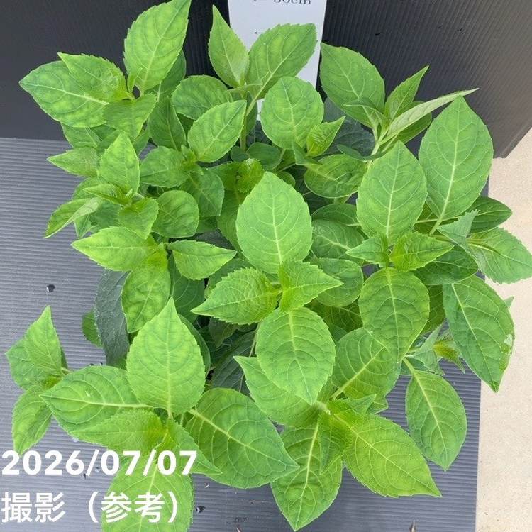 【決算P5倍!10%OFF!8/2まで】アジサイ 白寿紅 7号|花木10-TU