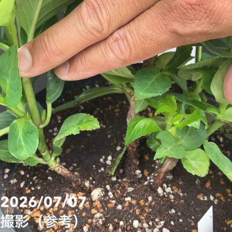 【決算P5倍!10%OFF!8/2まで】アジサイ 白寿紅 7号|花木10-TU