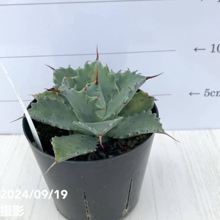 極上 アガベ イシスメンシス valiem バリエム アガベ 3.5号 イスメンシス isthmensis｜観葉01-D1 | 観葉・多肉