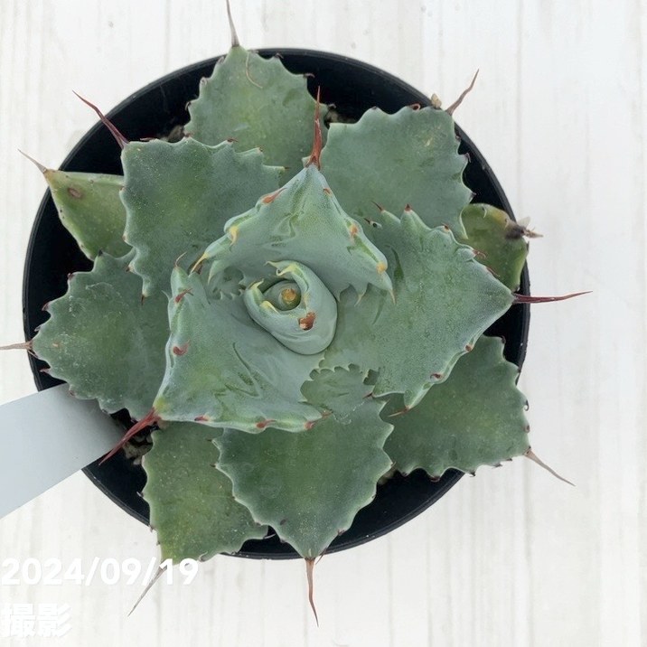 5*3様 アガベ　Agave isthmensis ✕ parrasana hy Agave hybrid parrasana × isthmensis パライシも推しの1株