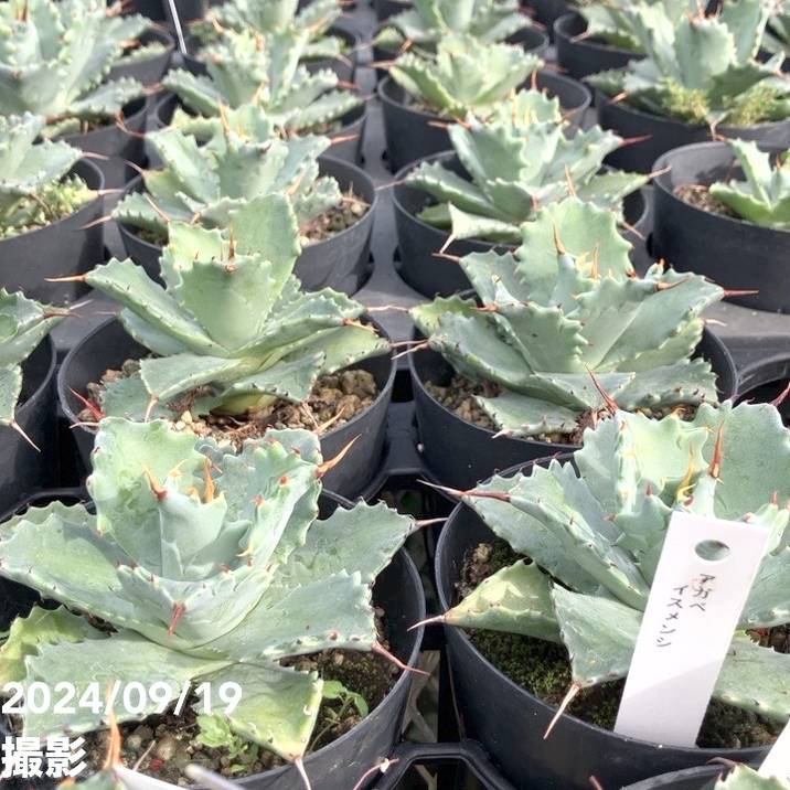 アガベ 3.5号 イスメンシス isthmensis｜観葉01-D1 | 観葉・多肉