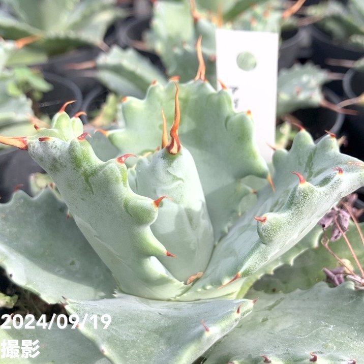 5*3様 アガベ　Agave isthmensis ✕ parrasana hy Yahoo!オークション - Agave Hybrid(parrasana×isthmensis