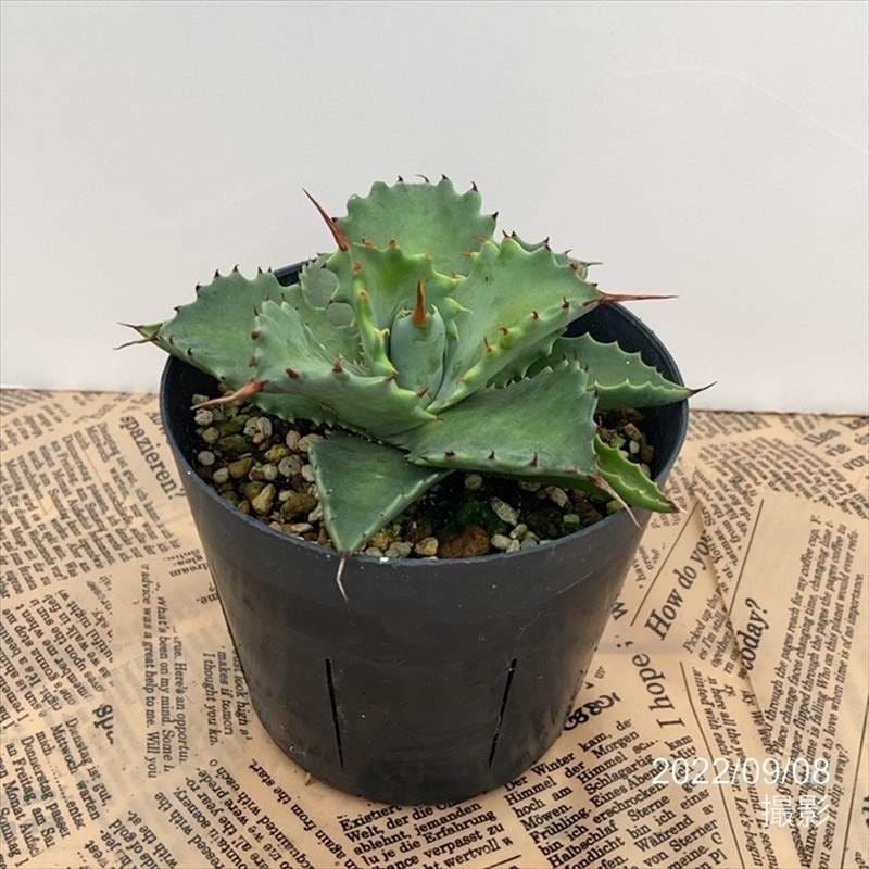 アガベ 3.5号 イスメンシス isthmensis｜観葉01-D1 | 観葉・多肉