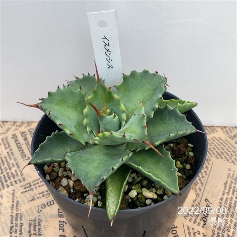 観葉植物?アガベ【大】