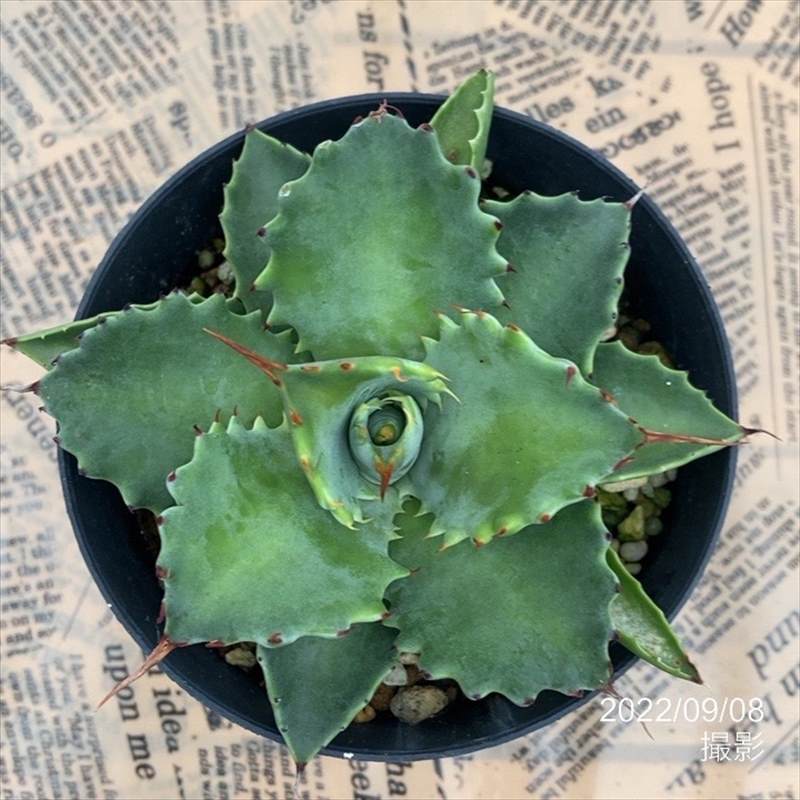 アガベ 3.5号 イスメンシス isthmensis｜観葉01-D1 | 観葉・多肉