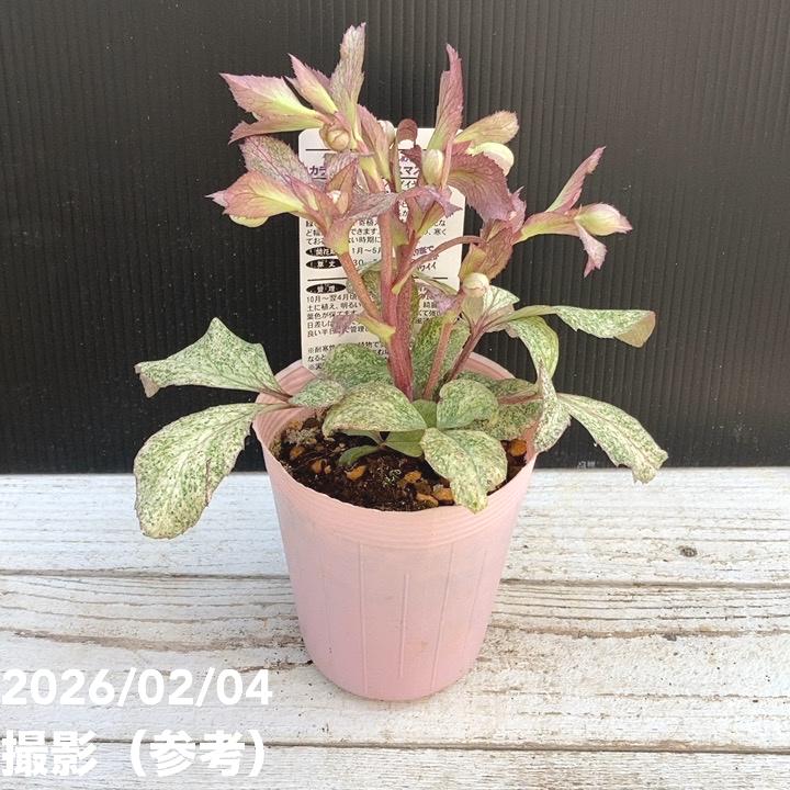 カラーリーフクリスマスローズ 3.5号 ステルニー ピンクダイヤモンド