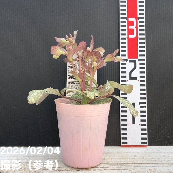 カラーリーフクリスマスローズ 3.5号 ステルニー ピンクダイヤモンド