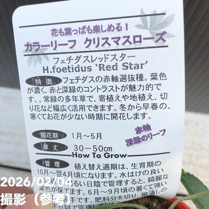 カラーリーフクリスマスローズ 3.5号 ステルニー ピンクダイヤモンド