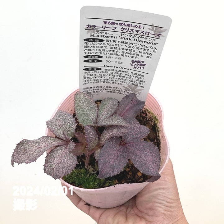 ピンクのクリスマスツリー 約45cm❣️ダイヤモンド❣️ 楽天市場】26点セット クリスマスツリー 卓上 ピンク 45cm 卓上