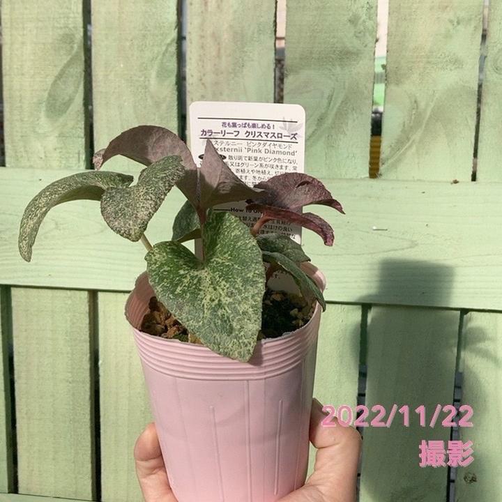 カラーリーフクリスマスローズ 3.5号 ステルニー ピンクダイヤモンド