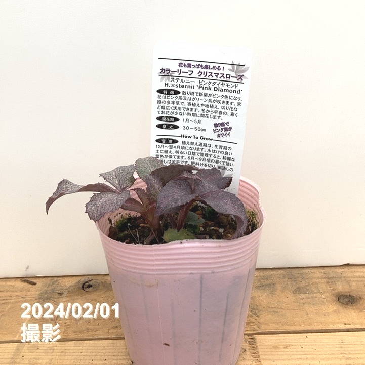 カラーリーフクリスマスローズ 3.5号 ステルニー ピンクダイヤモンド