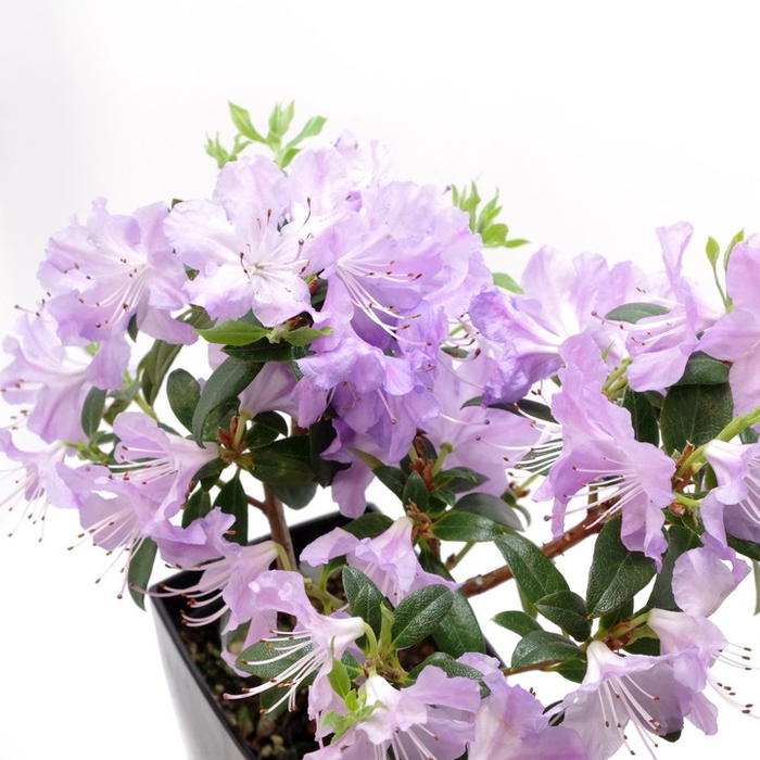 ブルーツツジ 常緑ロードデンドロン 黒潮 3 5号 2鉢セット 花木 庭木 サツキ ツツジ 赤塚植物園オンライン 花の音