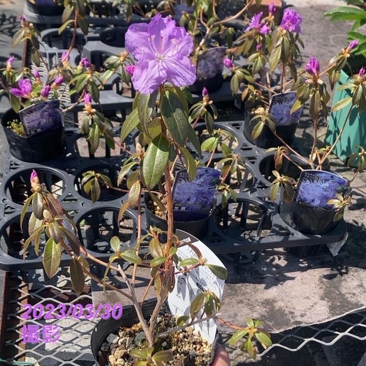 紫色椿花模様　⭕️小椋久太郎　名工　超希少　88歳 希少・白花 エゾムラサキツツジ 大株 【送料無料】