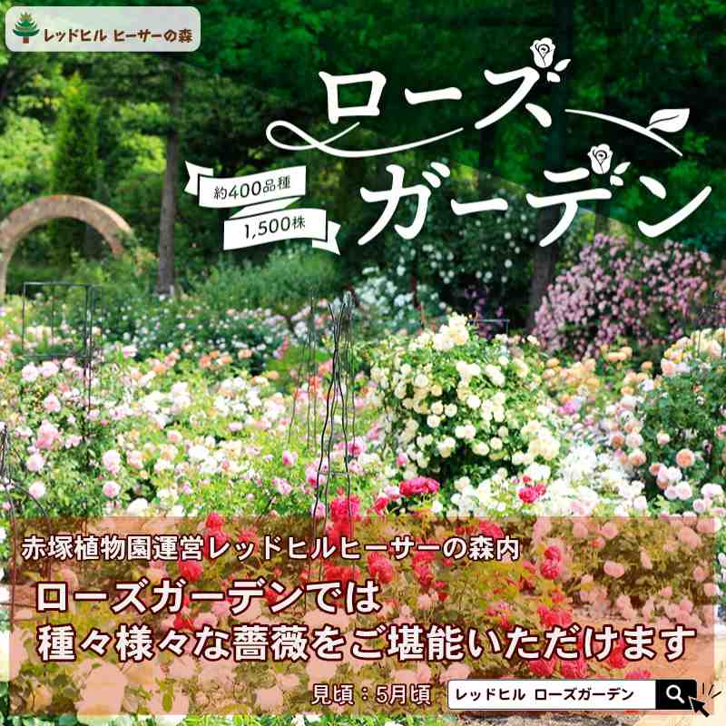 バラ大苗 ジョリー・メロディー 4.5号ロングポット 京成バラ園芸｜花木